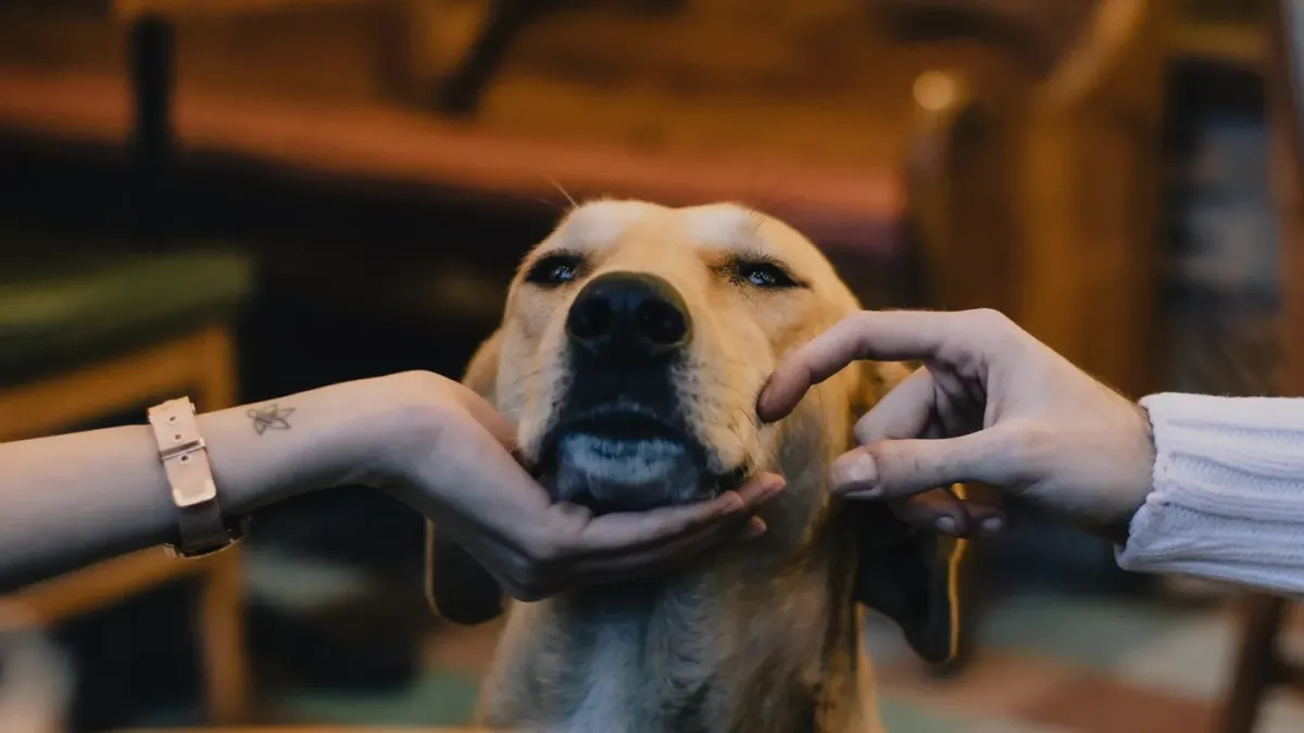 Dog looking at an owner