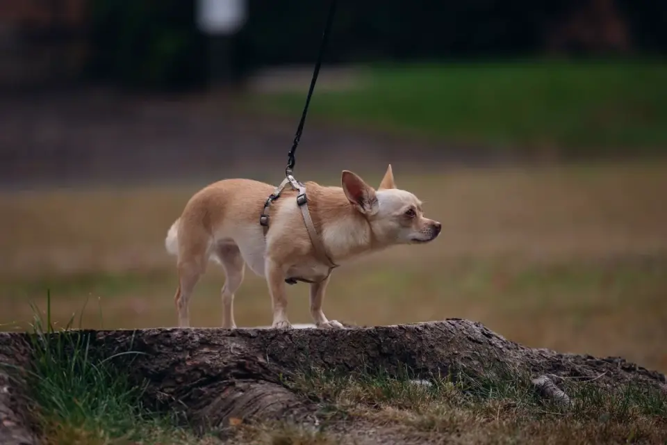 Dog on a ramp