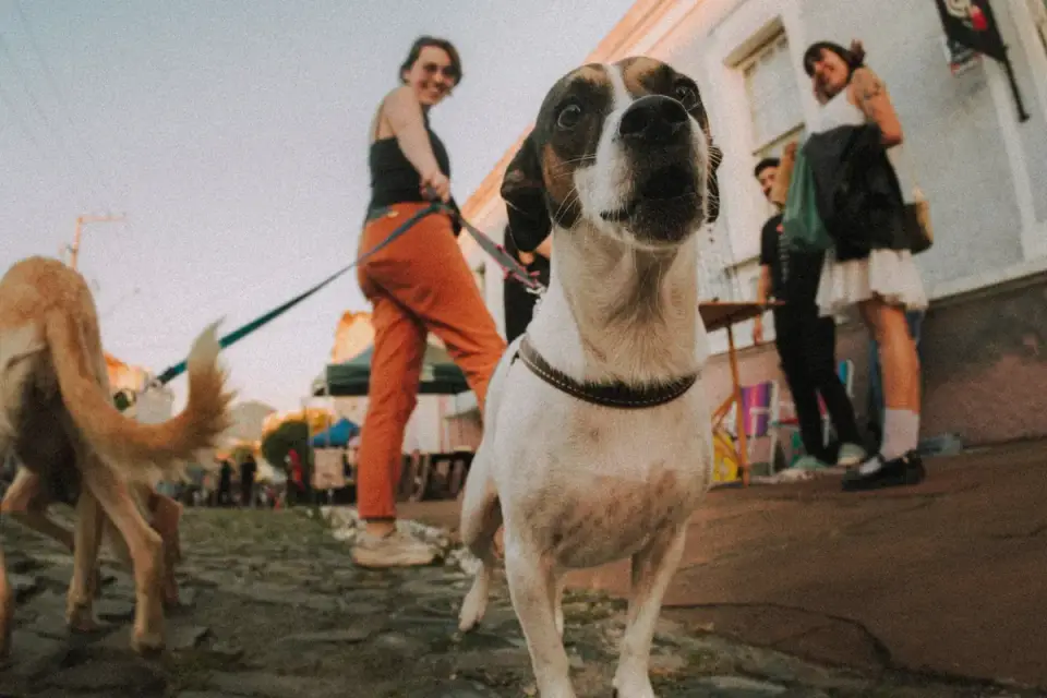 Dog on a ramp