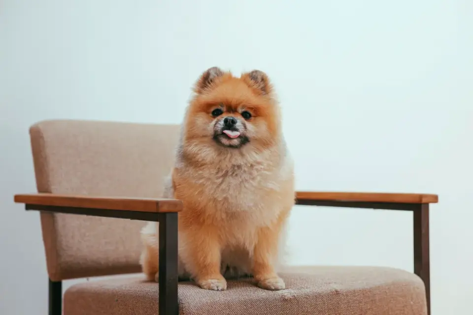 Dog on stairs