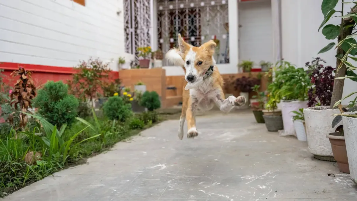 Dog on stairs