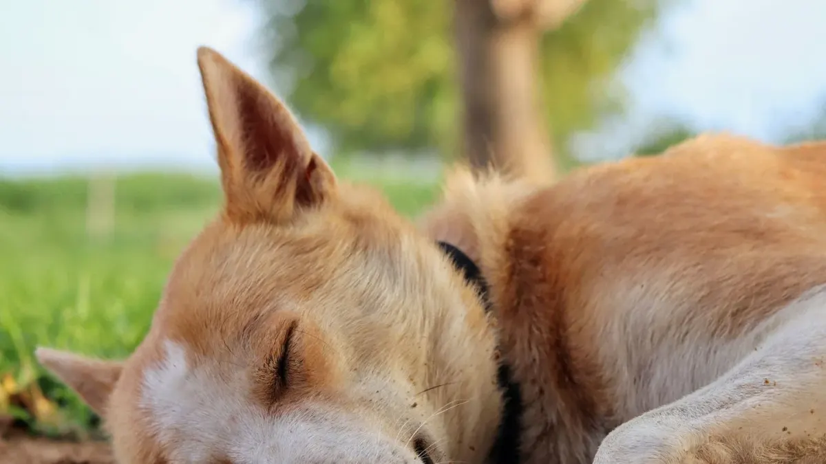 Dog resting after a walk
