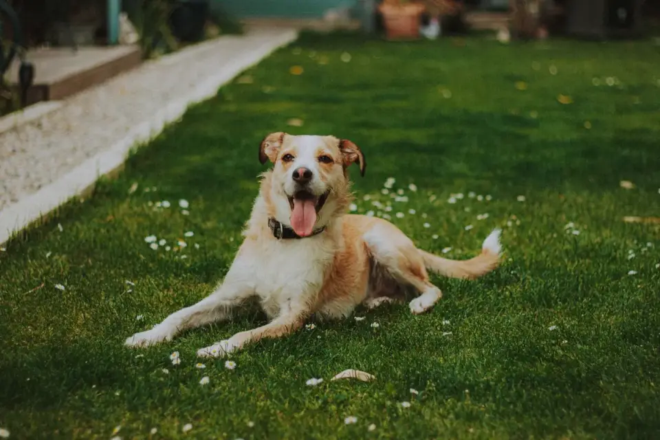 Dog resting after a walk
