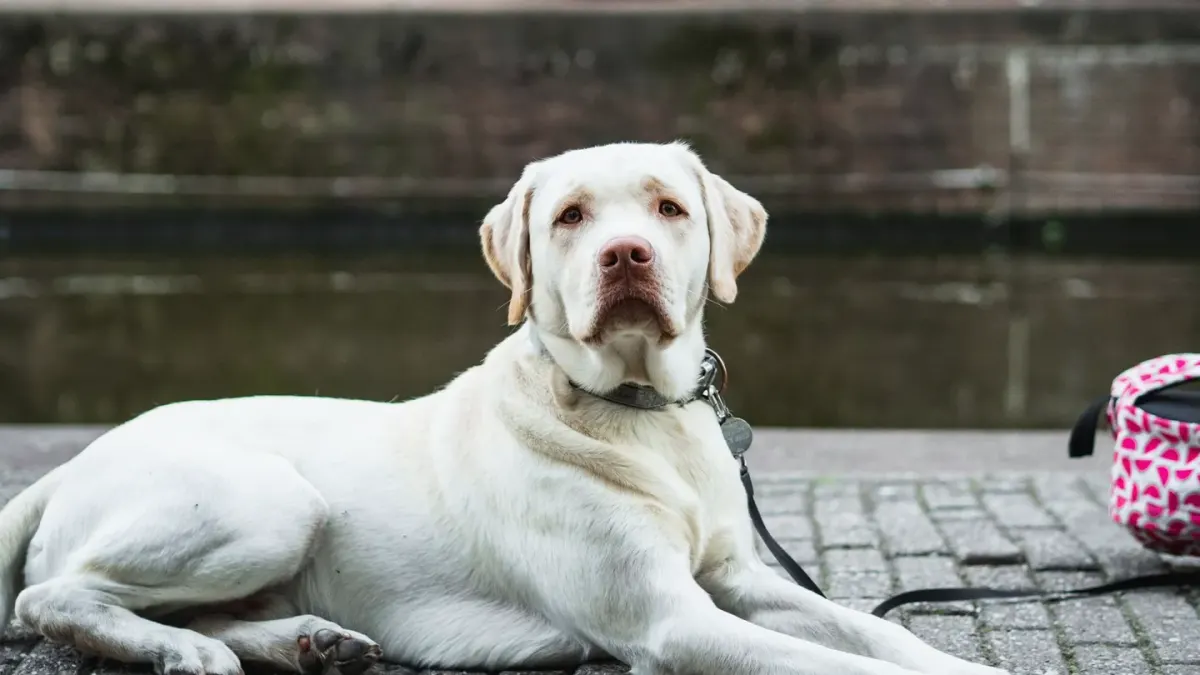Dog resting after a walk