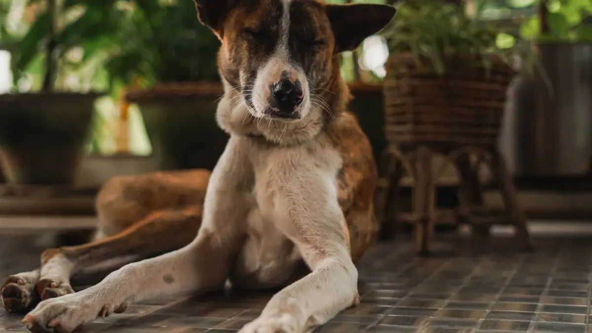 Dog resting after a walk