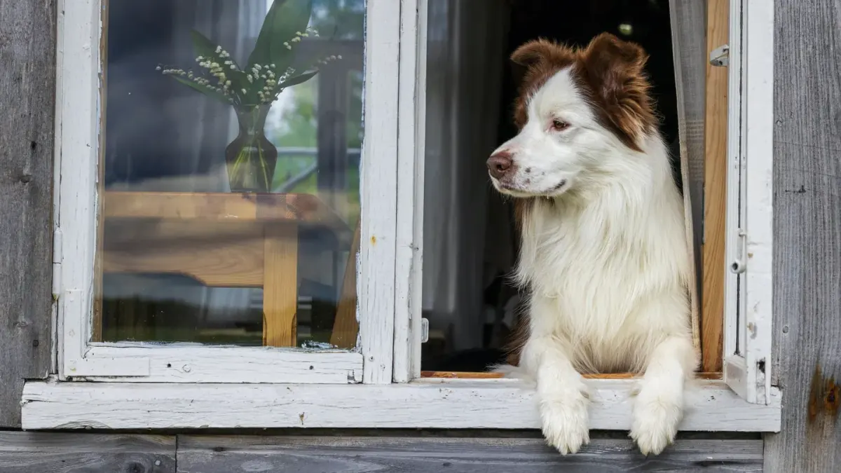 Dog resting by a window
