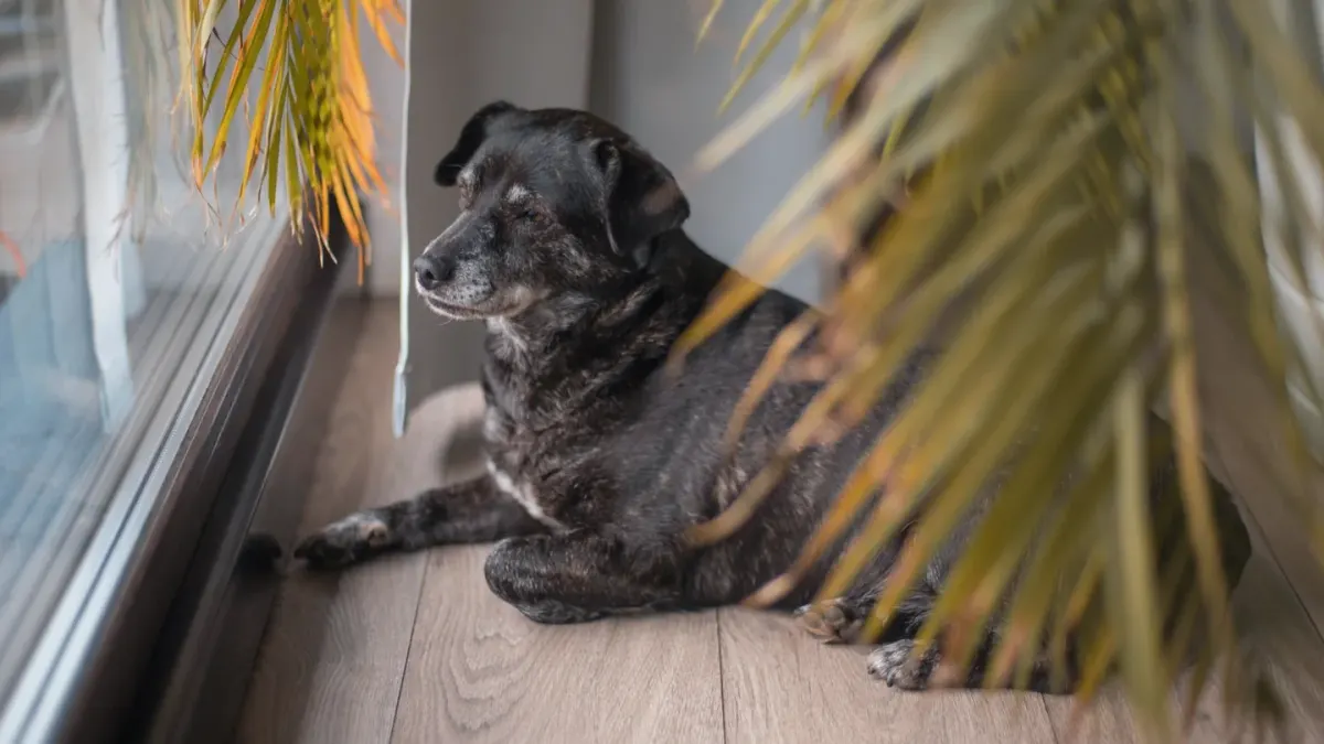 Dog resting by a window