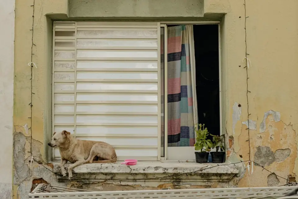 Dog resting by a window