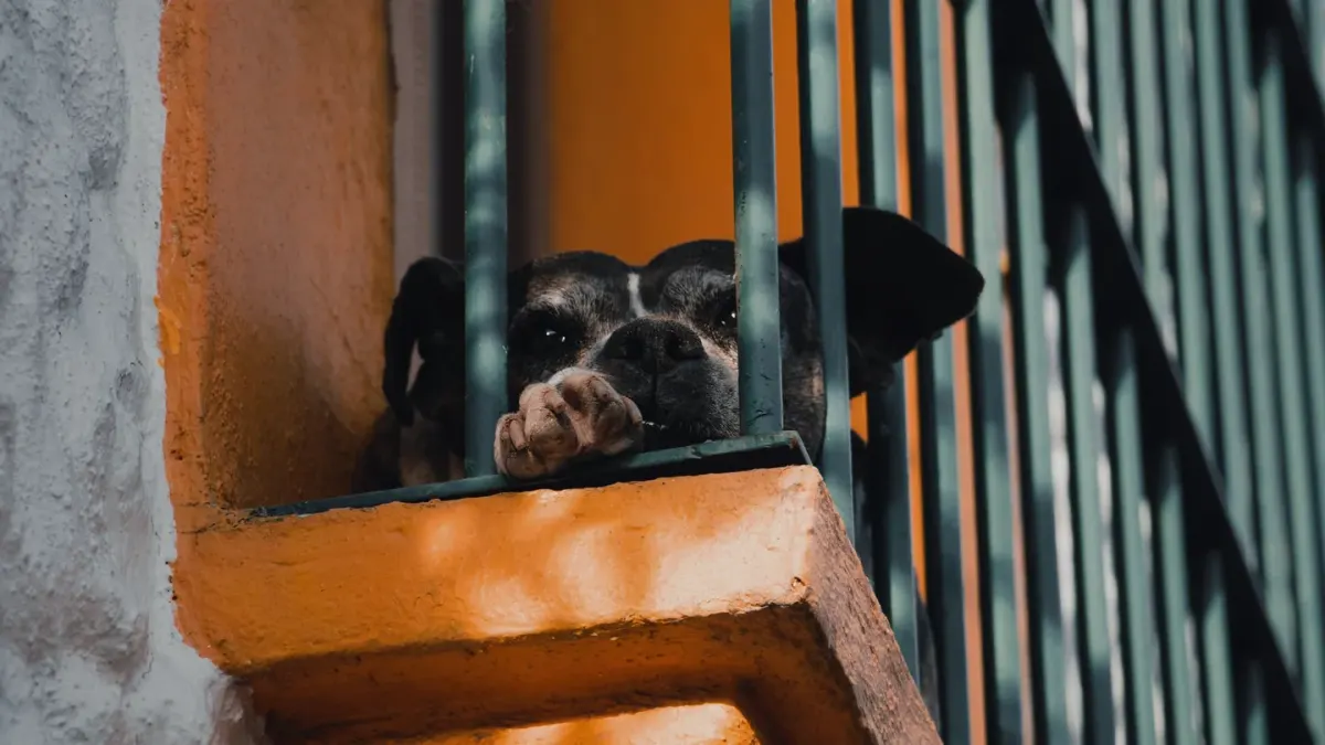 Dog resting by a window