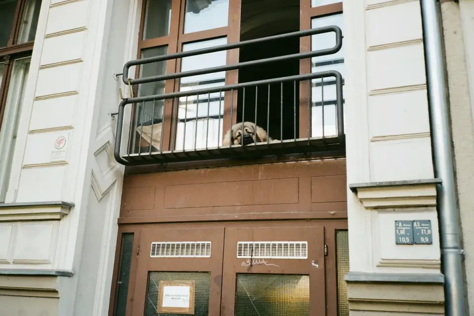 Dog resting by a window
