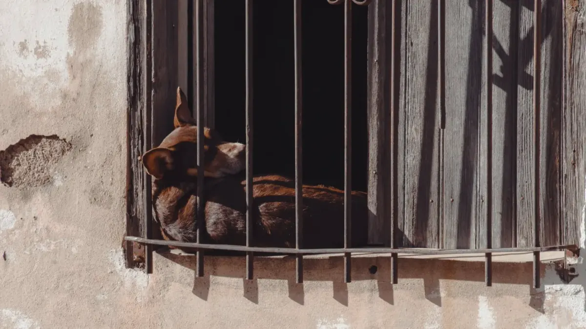 Dog resting by a window