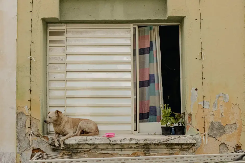 Dog resting by a window