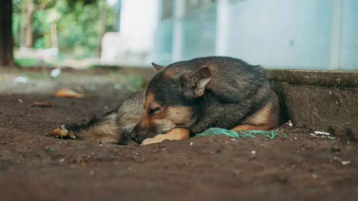 Dog resting by a window