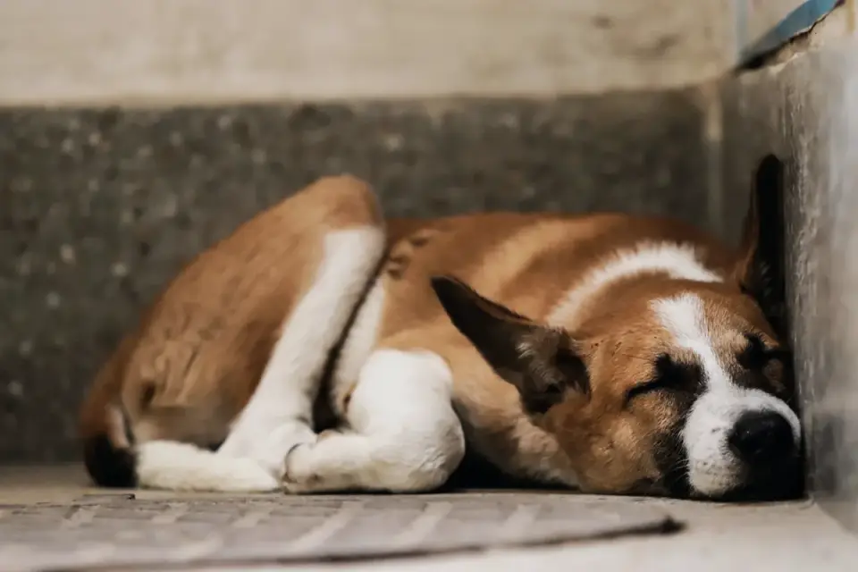 Dog resting by a window