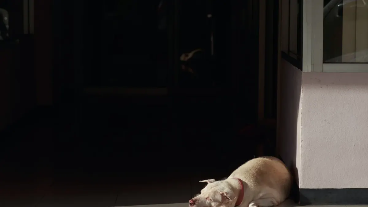 Dog resting by a window