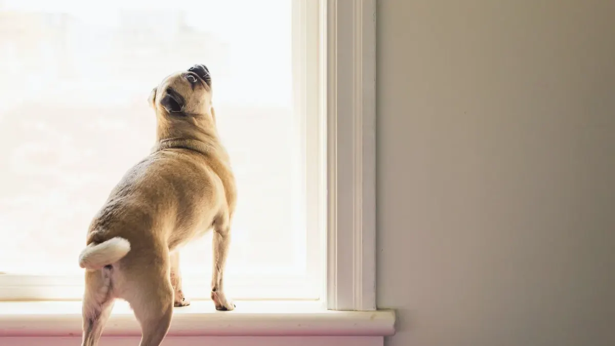 Dog resting by a window