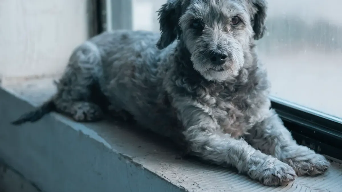 Dog resting by a window