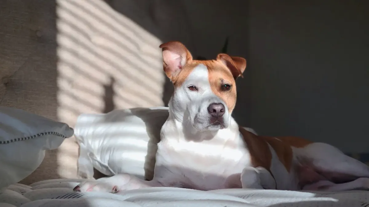 Dog resting in a bed