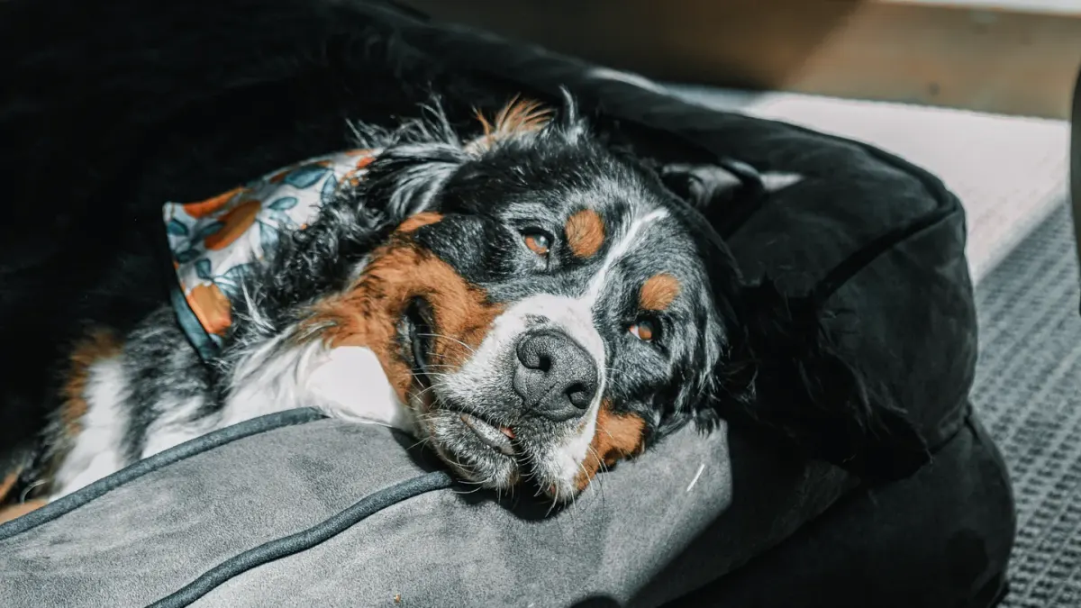 Dog resting in a bed