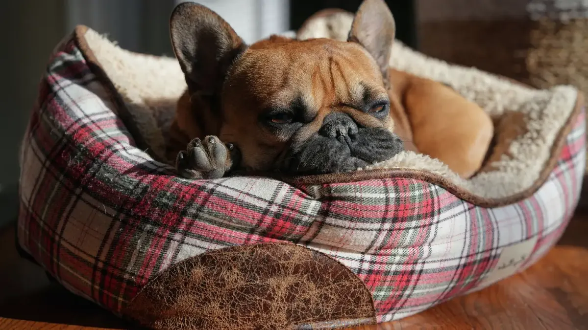 Dog resting in a bed