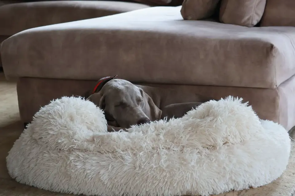 Dog resting in a bed