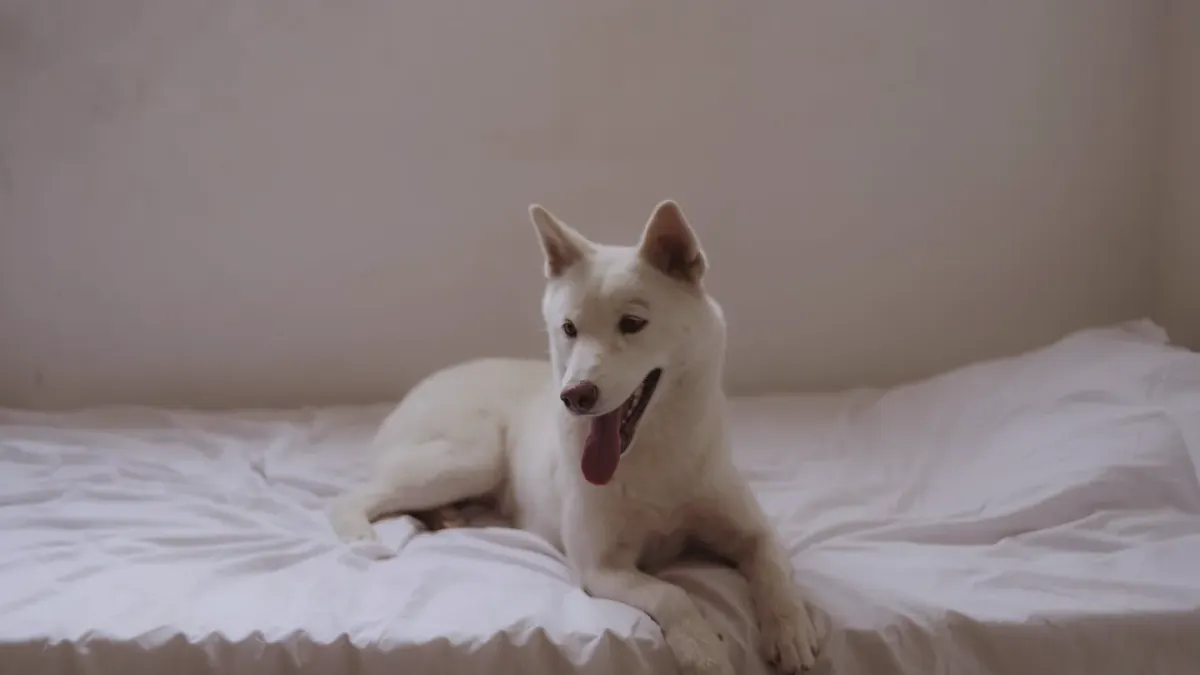 Dog resting in a bed