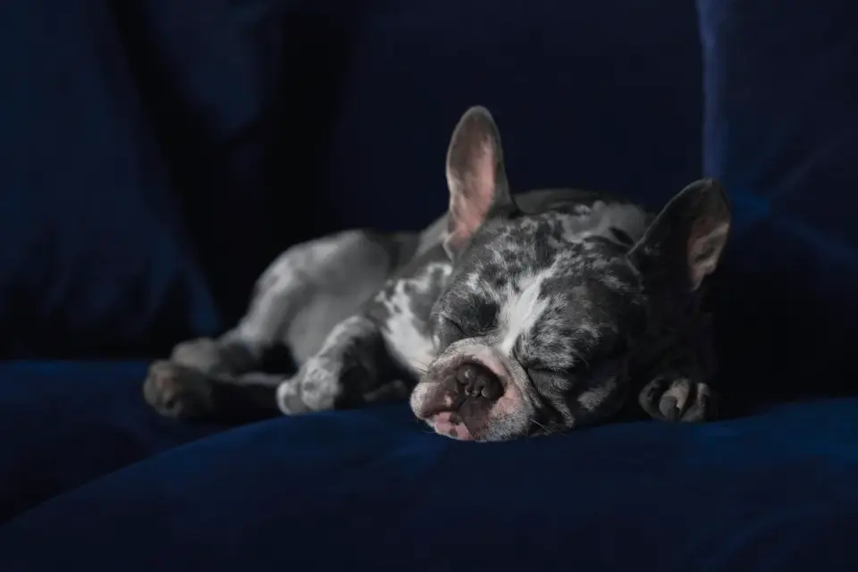Dog resting in a bed