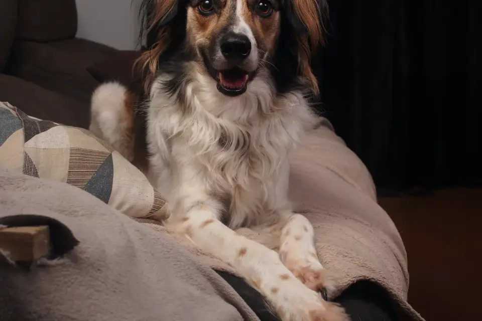 Dog resting living room