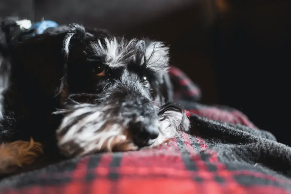 Dog resting living room
