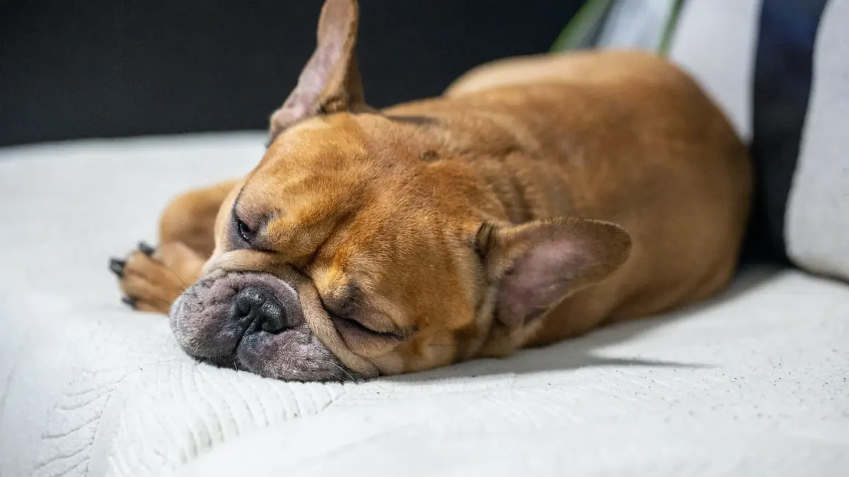 Dog resting on a sofa