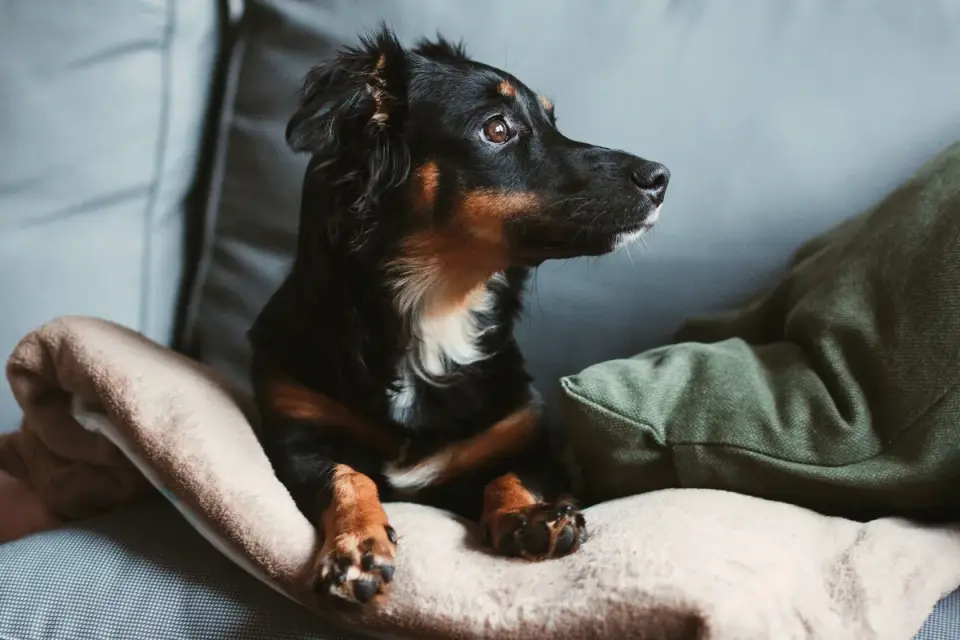 Dog resting on a sofa