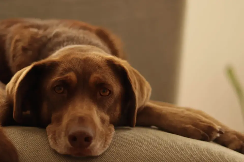 Dog resting on a sofa