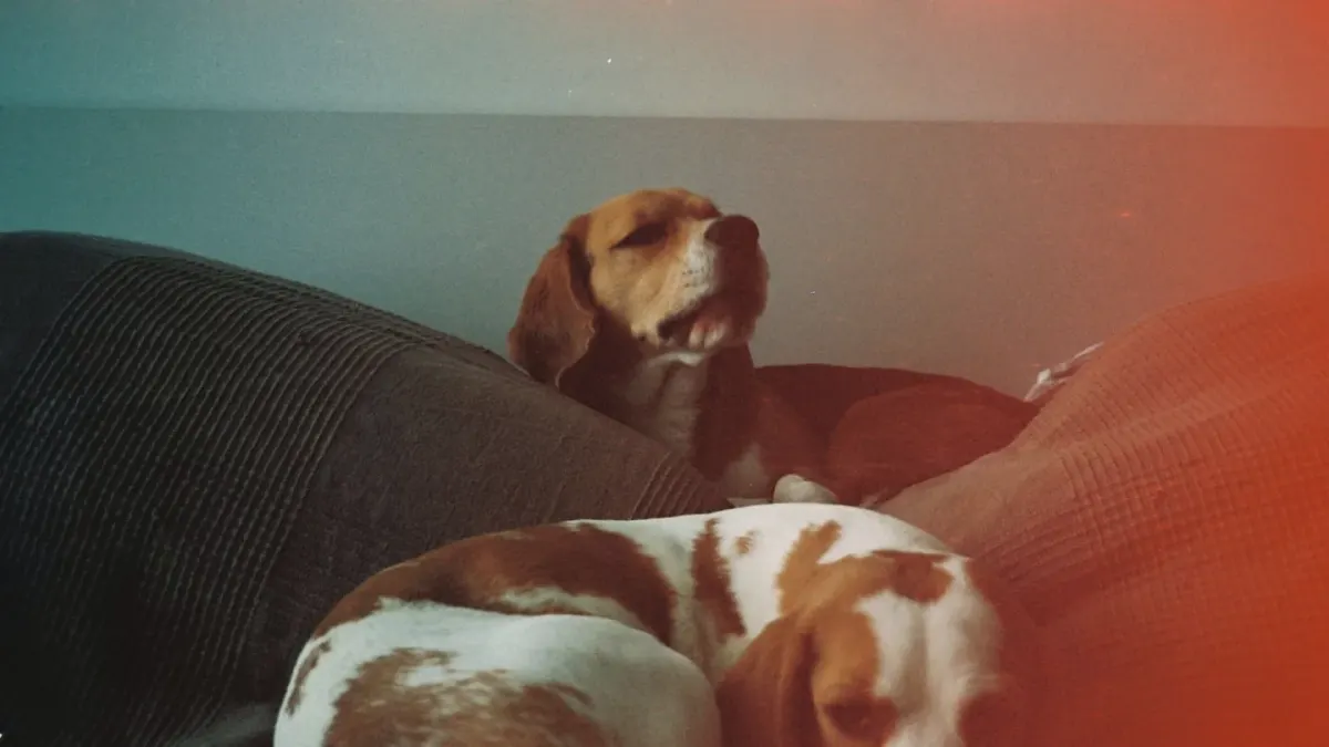 Dog resting on a sofa
