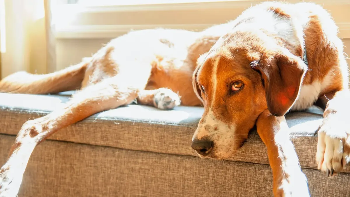 Dog resting on a sofa