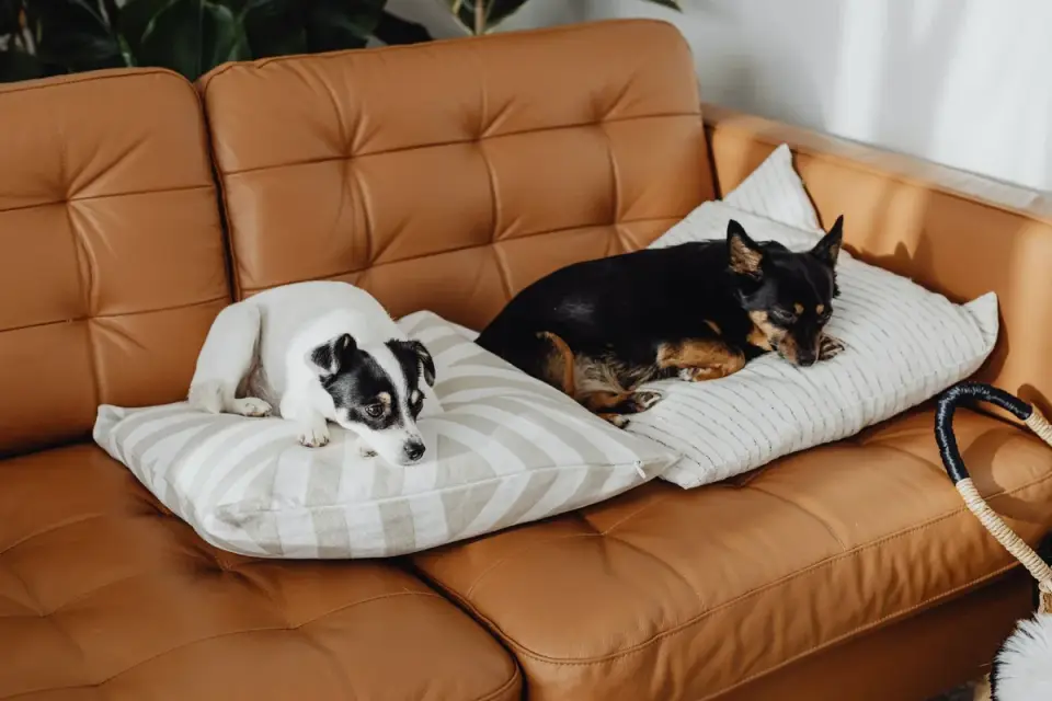 Dog resting on a sofa