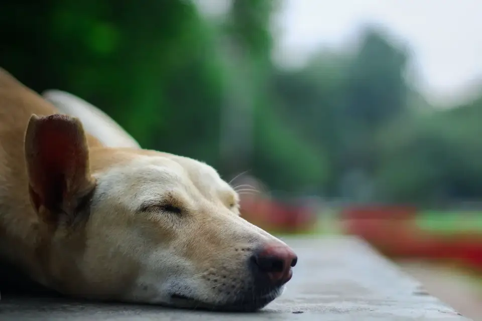 Dog sleeping at home