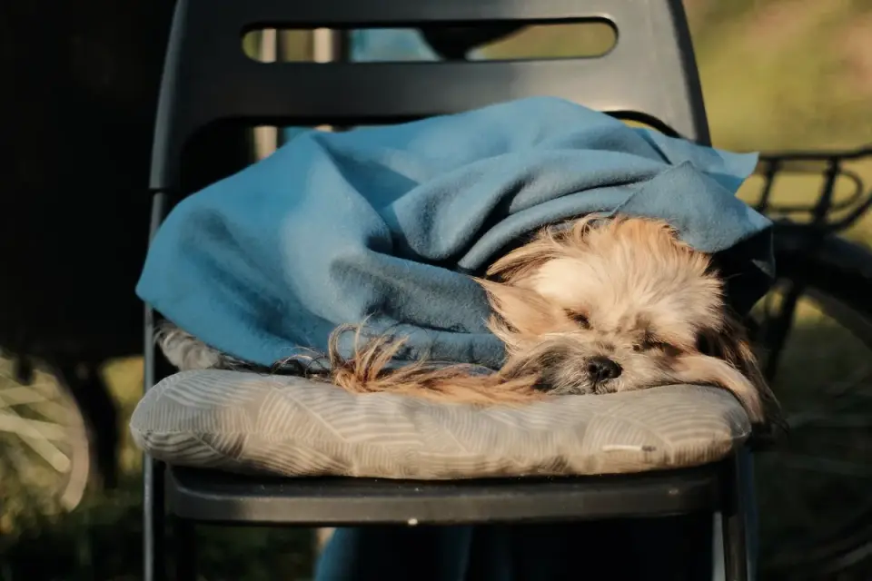 Dog sleeping at home