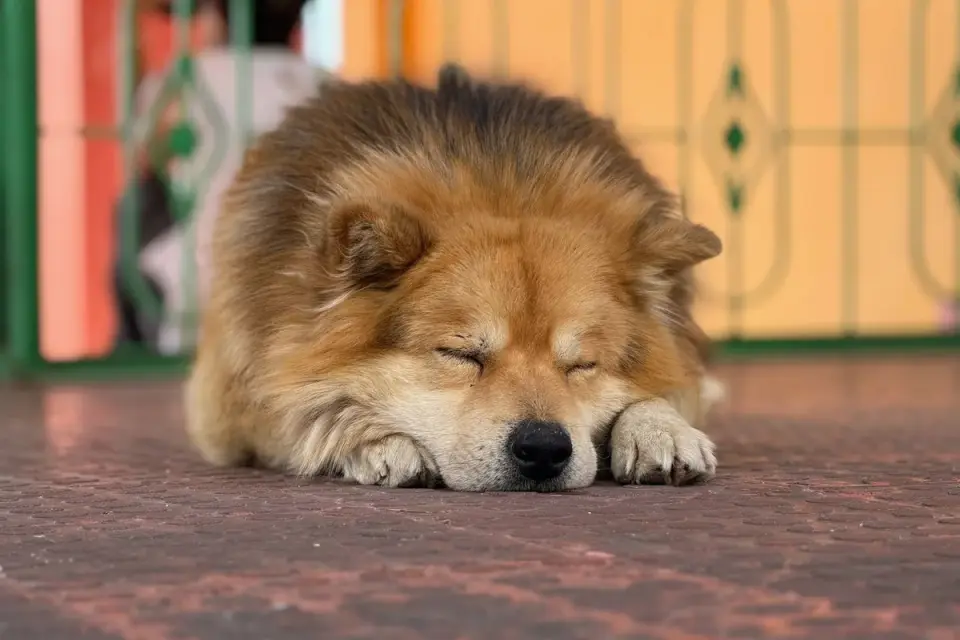 Dog sleeping at home
