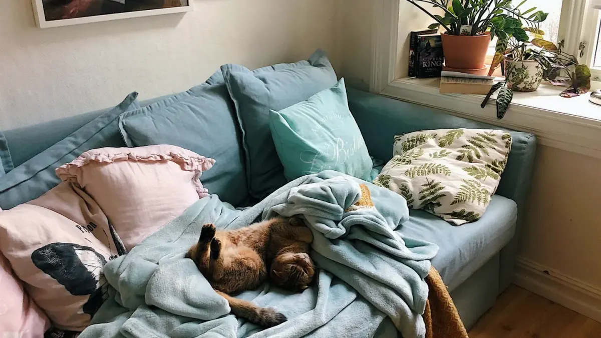 Dog sleeping at home