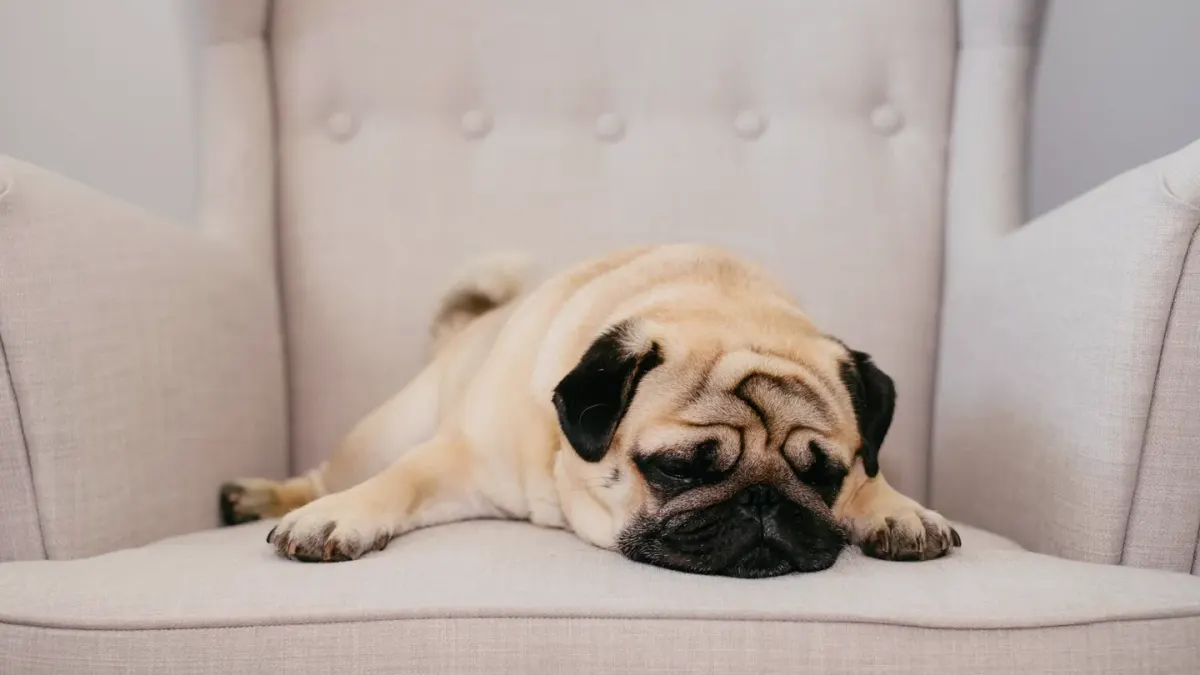 Dog sleeping at home