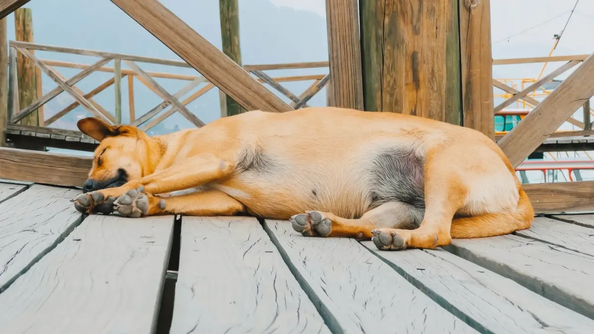 Dog sleeping at home