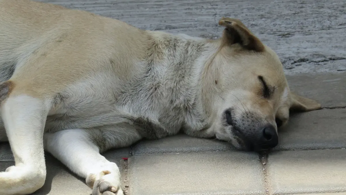 Dog sleeping at home