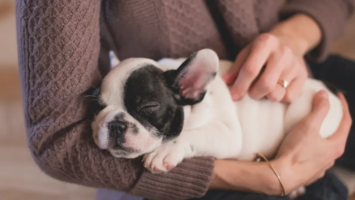Dog sleeping at home