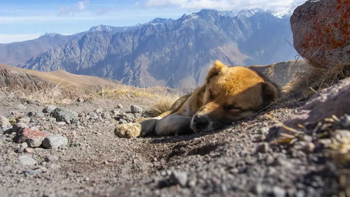 Dog sleeping at home