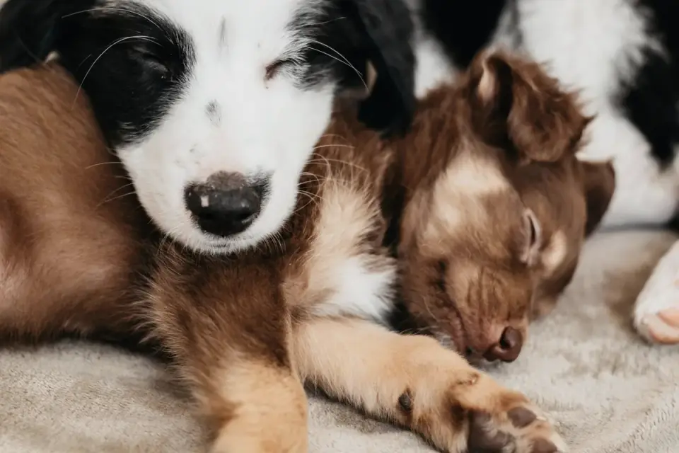 Dog sleeping at home