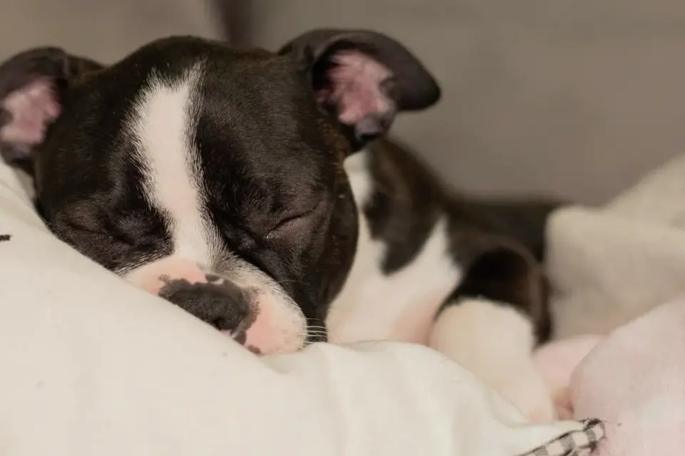 Dog sleeping at home