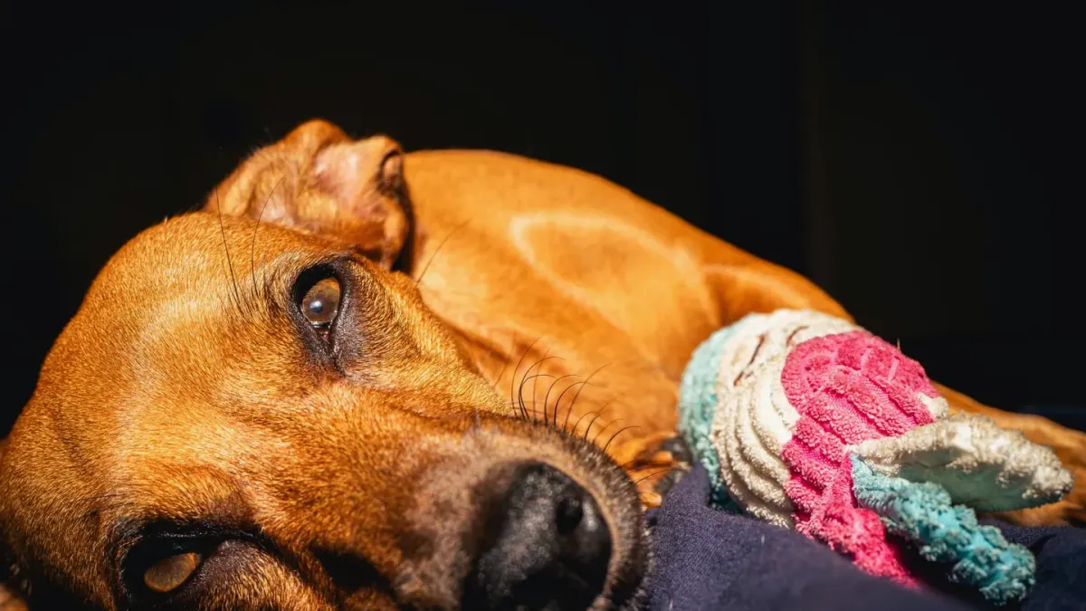 Dog sleeping cozy home