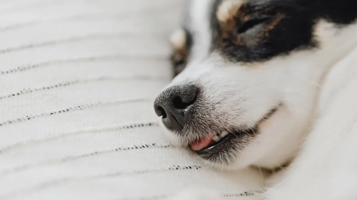 Dog sleeping cozy home