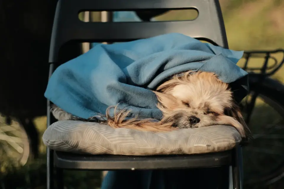 Dog sleeping cozy home