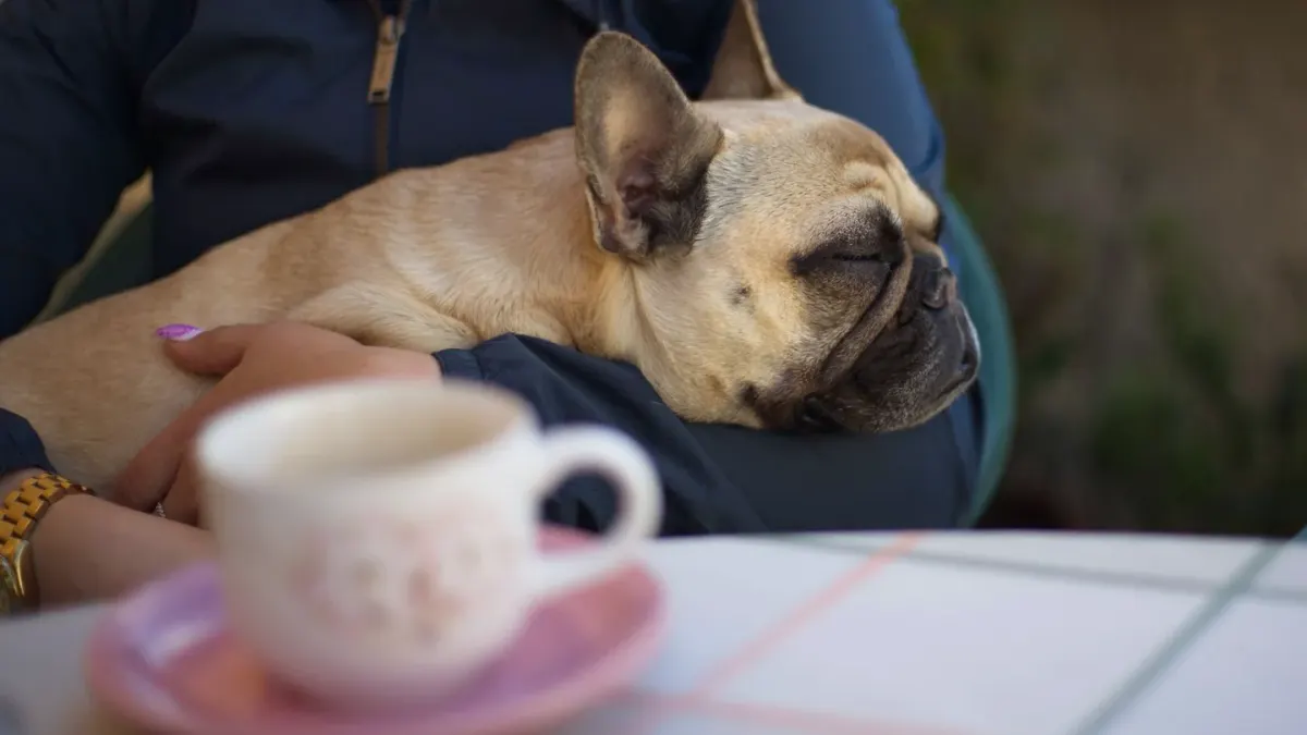 Dog sleeping cozy home